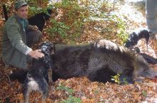 Bear Hunt in Transylvania